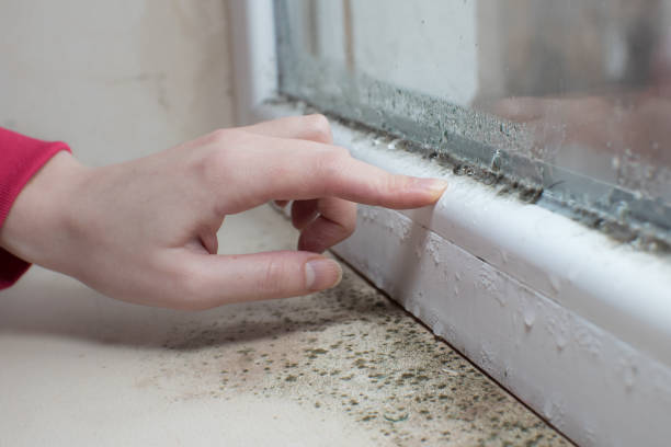 Best Mold Documentation for Insurance Claims  in East Petersburg, PA